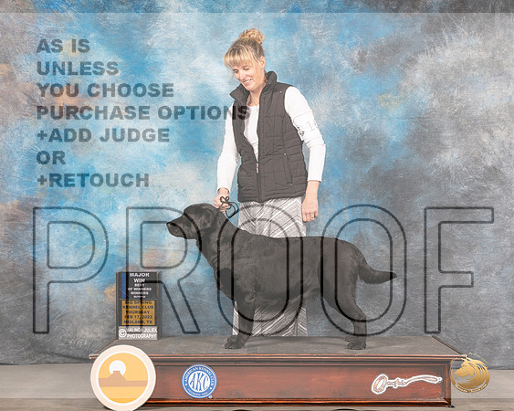 Labrador Retriever #16 Thurs BOWWB Judge Brad JenkinsMMJ_2247_Mdlnd2022_HR3