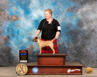 Border Terrier #12 Sun BOSBWWB Judge Gary Andersen