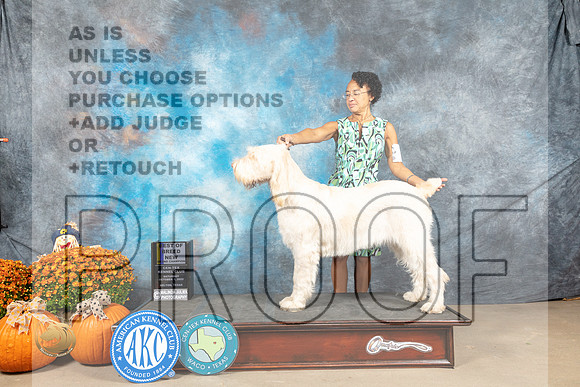 Spinoni #8 Sat BOBGCh Judge Del Richards_MJ_5591_Belton_2022_HR3