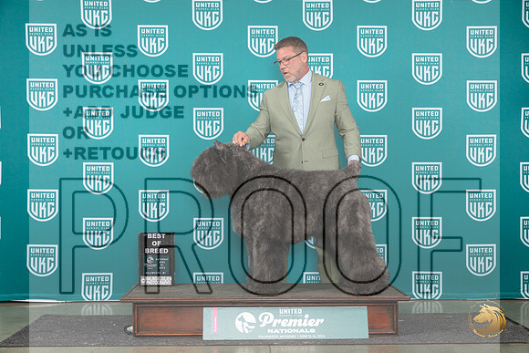 Bouvier des Flandres Sat #840 BOB Judge Rick Gann__JP_2148_Premier_2024_HR3