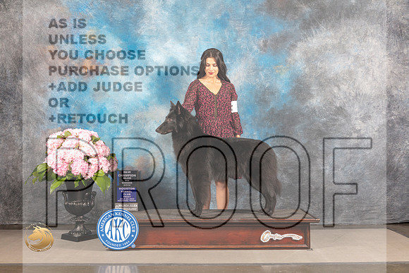 Belgian Sheepdog #24 FRI WB NCH Major Judge Polly Smith_MJ_4988_Houston_2022_HR3