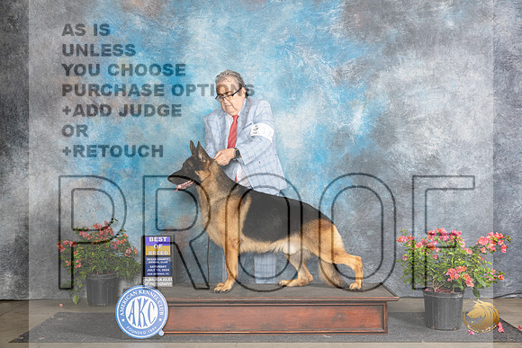 German Shepherd Dog #17 Sat BOB Judge Polly (Mrs Robert) D Smith__JP_5152_San Antonio_2024_HR3