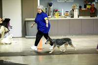 Australian Cattle Dog Sat Ring