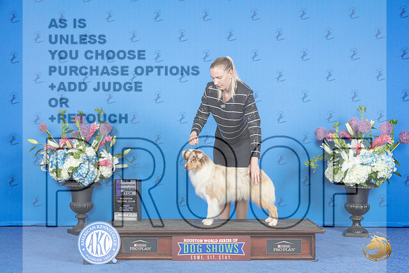 Miniature American Shepherd #22 FRI WB NC Judge Angela Cooper__JP_0300_Houston_2024_HR3