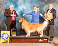 Golden Retriever !7 Fri OHBOB Judge Gordon Hayburn