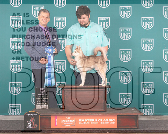 Alaskan Klee Kai # Thur BM Judge Tony Raposo-_JP_1781e_UKCEastern2024-HR3