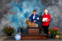 Norfolk Terrier #5 Fri OHBIS Judge Elizabeth ‘Beth’ Sweigart