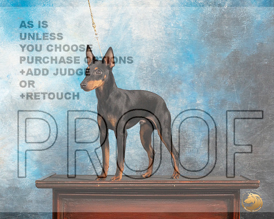 Toy Manchester Terrier #5 Thurs Custom_MJ_0051_SA_2022_HR3
