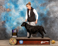 Labrador Retriever #16 Sun WB Judge Del Richards