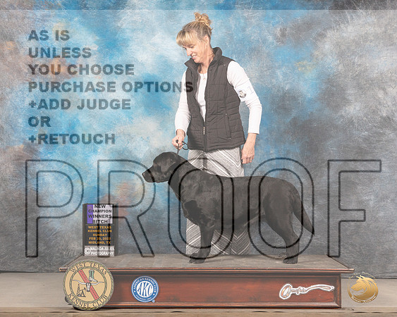 Labrador Retriever #16 Sun WB Judge Del RichardsMMJ_5546_Mdlnd2022_HR3