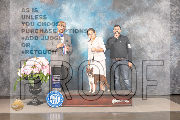 Boston Terrier #27 Sun WD Judge Luis Sosa_MJ_7703_Houston_2022_HR3