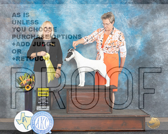 Smooth Fox Terrier #5 Fri G3 Judge Edy Dykstra-Blum__JP_9544e_Abilene_2024_HR3