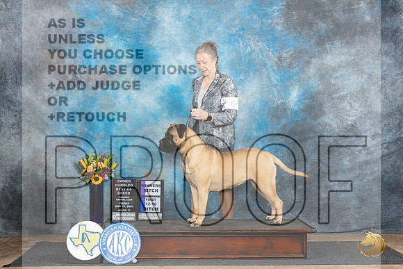 Bullmastiff #6 Fri sWBOHBOB Judge Rick Gschwender__JP_9152_Abilene_2024_HR3