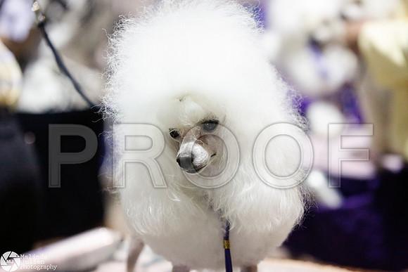 _JJ_3828-SanAntonioJul2014-HR