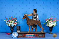 Doberman #9 SUN WD BOW M Judge Annella Cooper