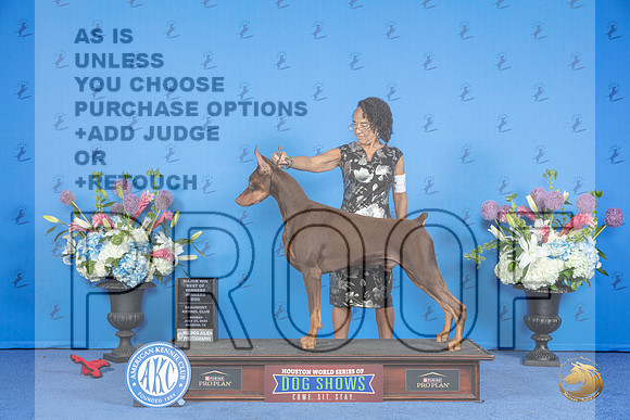 Doberman #9 SUN WD BOW M Judge Annella Cooper__JP_0087_Houston_2024_HR3