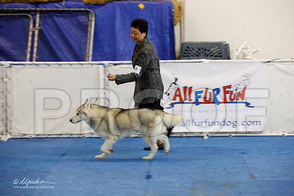 _M3_9095-AddisonHuskyMar2015-HR3