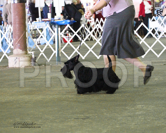 Scottish Terrier - 0009-4