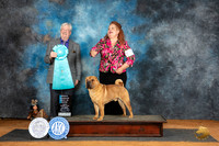 Chinese Sharp Pei #9 Sat OHBIS Judge Robert Stein