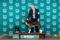 Silken Windhound #1031 Thur T10AOE Judge Deb Allen r2