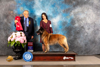 Belgian Tervuren #8 FRI G2 Judge John Wade