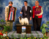 Papillon #7 Sun BIS GCH CH Invololo THE KiNG oF PoP Madeline Mosing & Gia Garofalo Agent Brian LIvingston Judge Mr Charles L Olvis