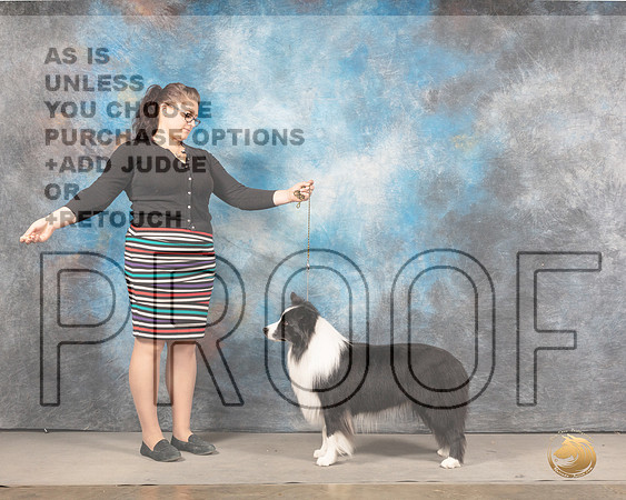 Border Collie Sun Jodie KeenerMMJ_4852_Mdlnd2022_HR3