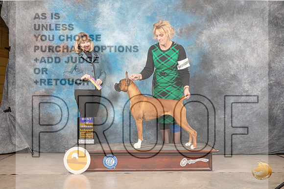 Boxer #14 Sat BOB Judge Gena YoungMMJ_4756_Mdlnd2022_HR3