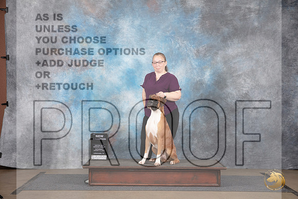 Boxer #476 Sat NCh Judge Jennnifer Landers__JP_2606_LongviewTX_2024_HR3