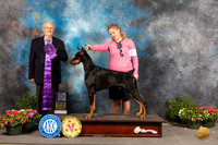 Doberman Pinscher #25 Sat WD Judge Robert Shreve