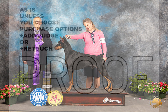 Doberman Pinscher #25 Sat WD Judge Robert Shreve_MJ_0566_SA_2022_HR3
