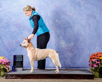 Australian Cattle Dog #10 Sun WB Debbie Russell Agent Serenty Littlefield Judge James Moses