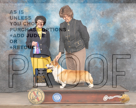 Pembroke Welsh Corgi #19 Fri BOW Judge Barbara AldermanMMJ_3347_Mdlnd2022_HR3