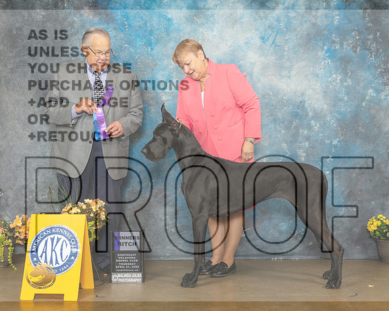 Great Dane #8 Thur WB Judge John Wade-MMJ_8595-NWARK2022-HR3