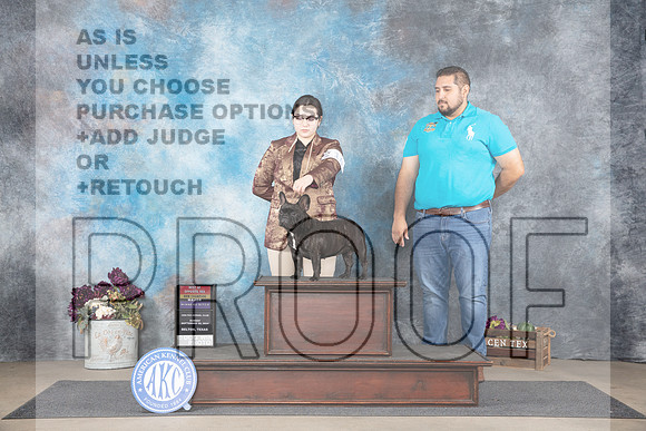 French Bulldog #10 Sun WBBOSMNCh Judge Donelle Richards__JP_7644_Belton_2024_HR3