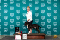 American Pit Bull Terrier #103 Wed BISS Judge Cindy Sanders