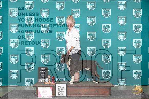 American Pit Bull Terrier #103 Wed BISS Judge Cindy Sanders__JP_0261_Premier_2024_HR3