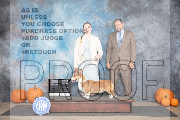 Cardigan Welsh Corgi #5 Sun WDBOS Judge Jan Paulk__JP_9275_Humble_2024_HR3