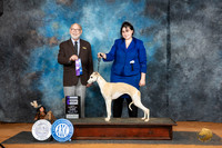 Whippet #16 Sat WB Judge Tim Robbins