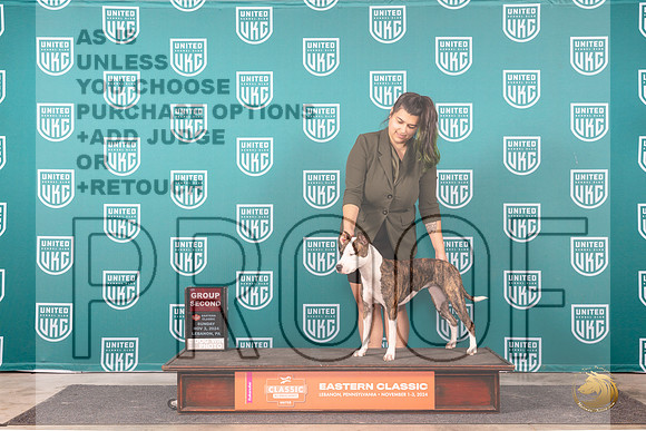 American Pit Bull Terrier #181 Sun G2 Judge Kathy Russell__JP_2318_UKCEastern_2024_HR3
