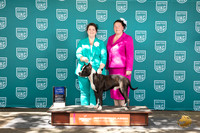 American Pitbull Terrier #285 Sun 1st Judge Kathrine Short