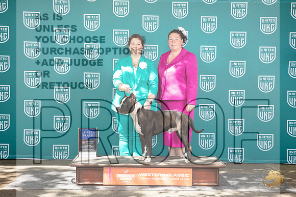American Pitbull Terrier #285 Sun 1st Judge Kathrine Short__JP_1890_Longview WA_2024_HR3