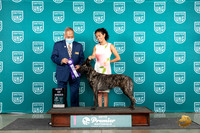 Dutch Shepherd#193 Fri BOB Judge Stan Matsumoto