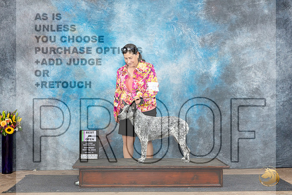 Australian Stumpy Tail #6 Sat BOPS Judge Judy Wade__JP_9847_Abilene_2024_HR3