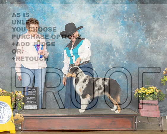 Miniature American Shepherd #11 Sat BOWNChJudge Laurie Telfair-MMJ_0637-NWARK2022-HR3