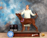 Redbone Coonhound #5 Sun BOWCh Judge Pat Trotter