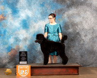 Poodle Std #164 Sun1 BOW Judge Kevin Izard-Carroll