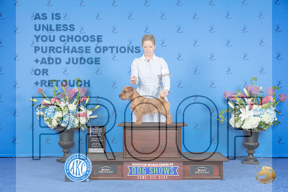 Norfolk Terrier #5 Sat BOWMCH Judge Nancy Liebes__JP_0032_Houston_2024_HR3