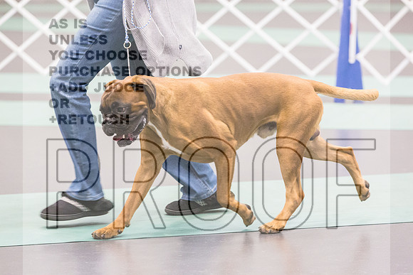 Boxers Ring Fri Ring1_JJL_4847_UKCLNGVIEWOCT2024_2024_HR3