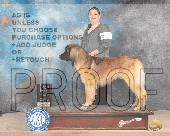 Leonberger #7 Sun BOSMCh Judge Eric Liebes-MMJ_4439-Abilene2022-HR3